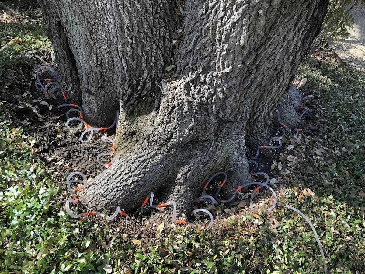 Detailed Tree Cabling and Bracing job site in Sharpsburg